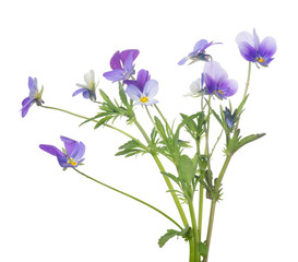 Obraz na płótnie Canvas group of small pansy blue isolated flowers