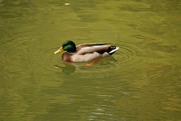 Anatra Selvatica