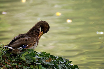 Femmina di anatra selvatica fa pulizia sulla riva del fiume