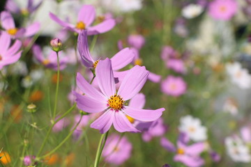 Fototapeta premium コスモス