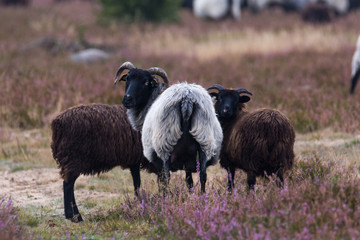 moorland sheep herd in the luneburg heather