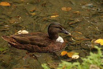 Anatra selvatica nuota nel fiume