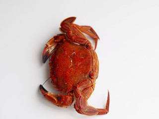 Velvet crab on white background