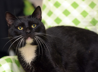 Beautiful black and white cat marquis portrait