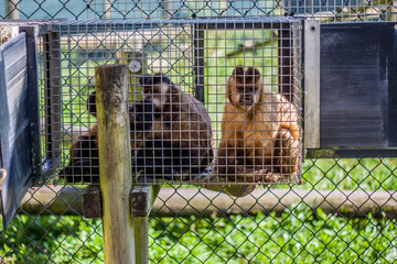 Monkey world