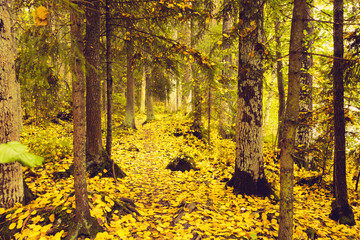Autumn in Finland, forest, nature photography. Travel. Tonning
