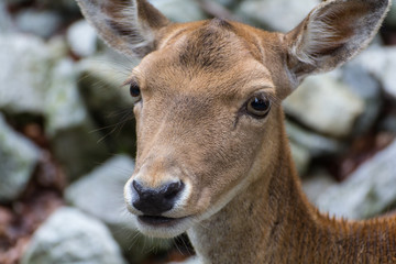 deer