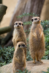 Fototapeta premium suricates