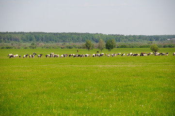 cows and grass