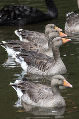 Fototapeta premium ducks
