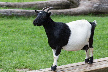 Obraz na płótnie Canvas goat