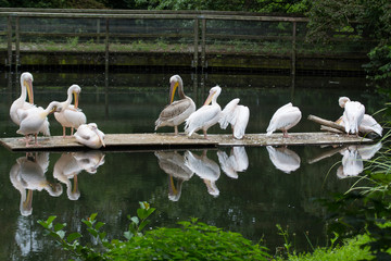 pelicans