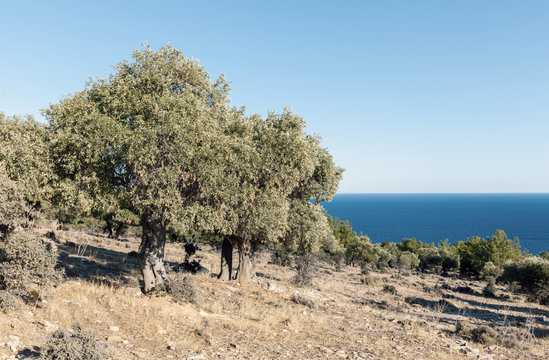 olive trees grove