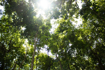 Fototapeta premium Forest