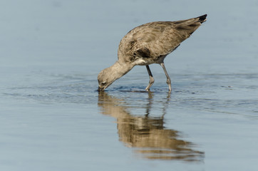 Chevalier semipalmé, Tringa semipalmata, Willet