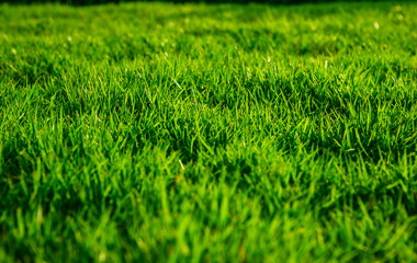 Green lawn, Backyard for background, Grass texture