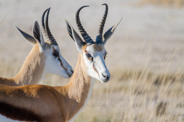 Close-up portrait of pair of African springbok in front of dry grass, Etosha National Park, Namibia, Southern Africa