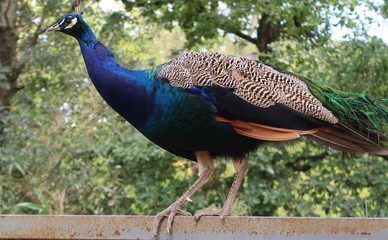 Peafowl