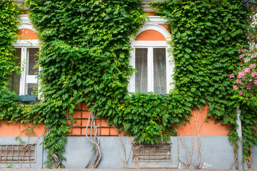 Old wooden window overgrown with ivy