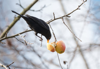Amsel frisst ihr Winterfutter