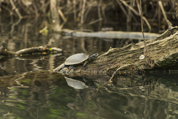 Emydidae family aquatics turtles standing on a wood