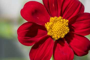 summer dahlia on a sunny day