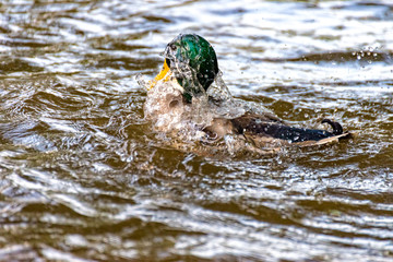 Male duck swims on the river Saale and dives again and again
