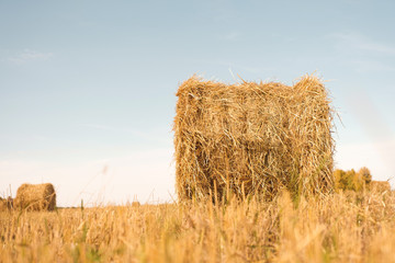 Stacks od hay in the harvest field