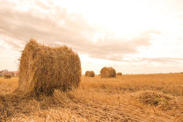 Straw rolled up in bales in the field