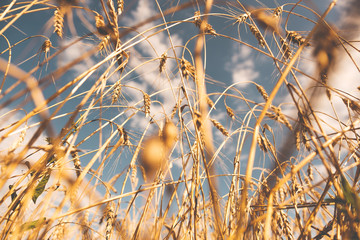Fototapeta premium Golden wheat ears in the field on sunny day