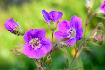 Purple Flower on yellow green background