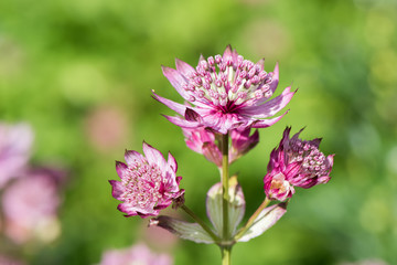 Purple pink flower on yellow green spring background