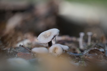 Weißer Pilz auf sandigem Waldboden in Ostdeutschland