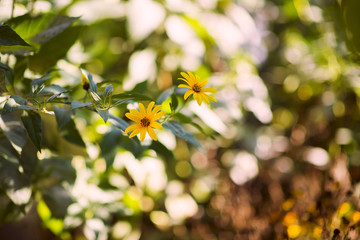 Obraz na płótnie Canvas Autumn yellow daisies in the garden