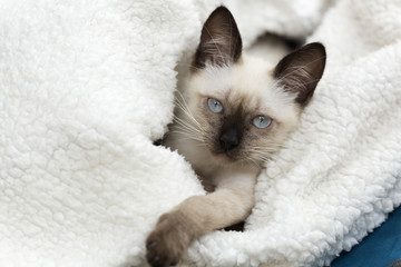 Close-up of a siames kitten