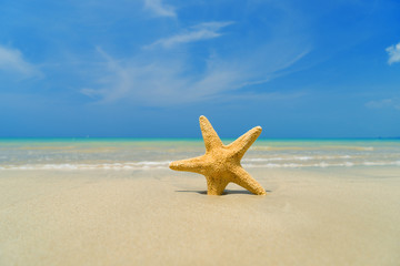 Fototapeta na wymiar Starfish on the tropical beach on a sunny day