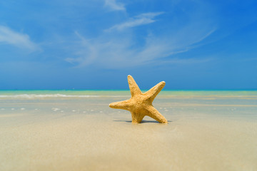 Fototapeta na wymiar Starfish on the tropical beach on a sunny day