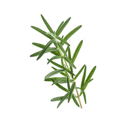 Fototapeta premium fresh rosemary isolated on white background. italian herb.