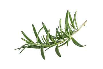 fresh rosemary isolated on white background. italian herb.