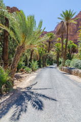 Asphalt road leading through beautiful palm lined gorge, Morocco, North Africa