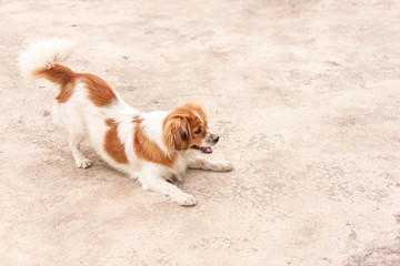 Cheerful dog