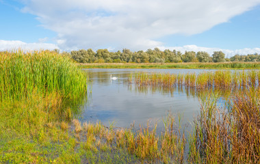Swan swimming along the shore of a lake in autumn