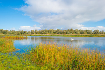 Swan swimming along the shore of a lake in autumn