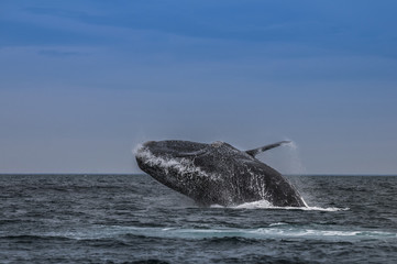 Fototapeta premium Whale Patagonia Argentina