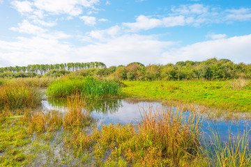 Fototapeta na wymiar Lake shoreline with reed below a blue cloudy sky in autumn