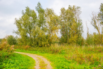 Trees in a field  in autumn colors at fall