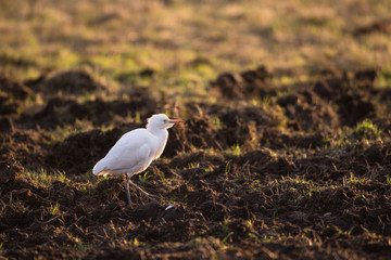 Cattle egret