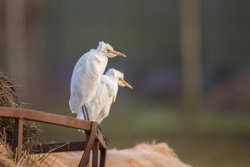 Cattle egret