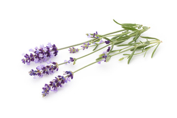 Lavender flowers.