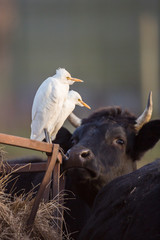 Cattle egret